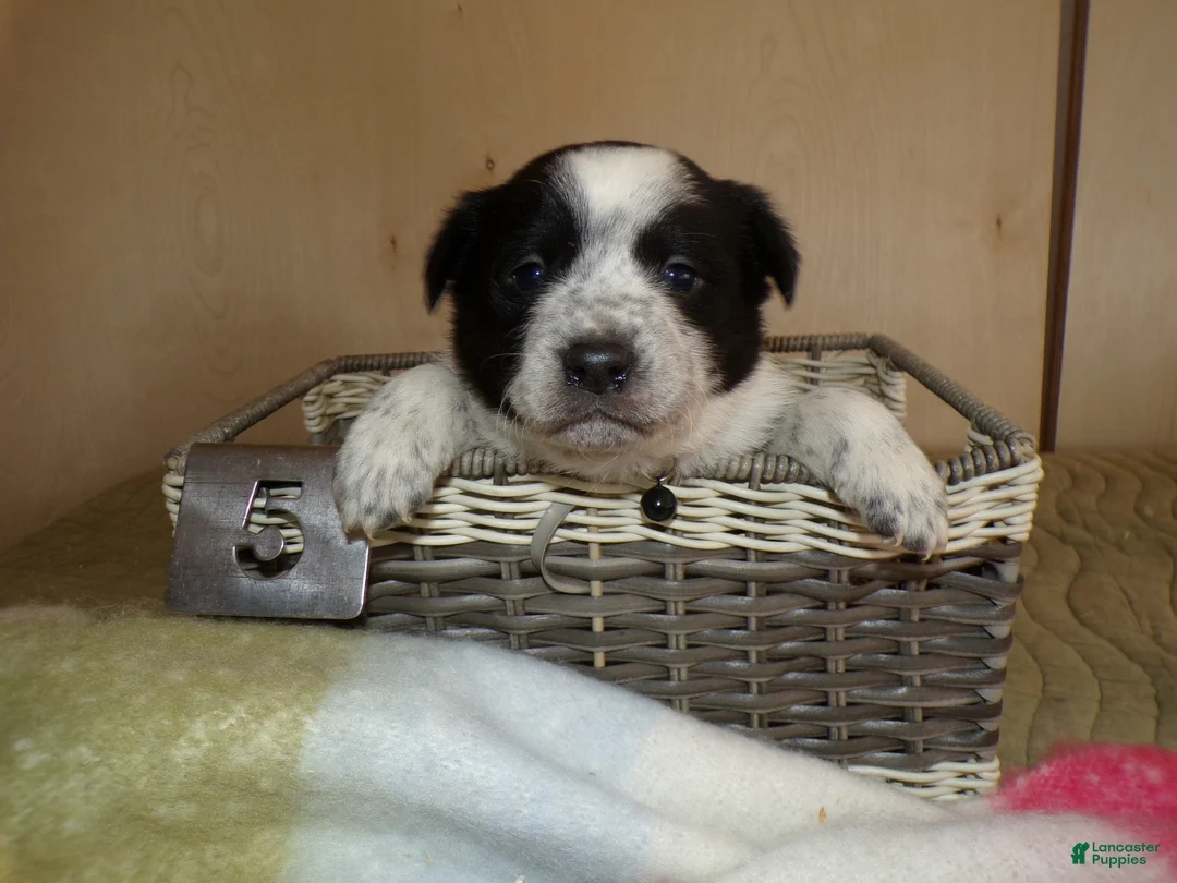 Border Collie dogs for sale: Border Collie Puppy 5 Joey - Ad 2