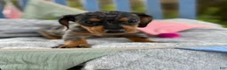 Miniature Dachshund dogs for sale: Tucker - Ad 8