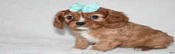 Cavalier King Charles Spaniel dogs for sale: Rhea - Ad 7