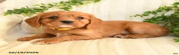 Miniature Golden Retriever dogs for sale: Milkyway - Ad 3