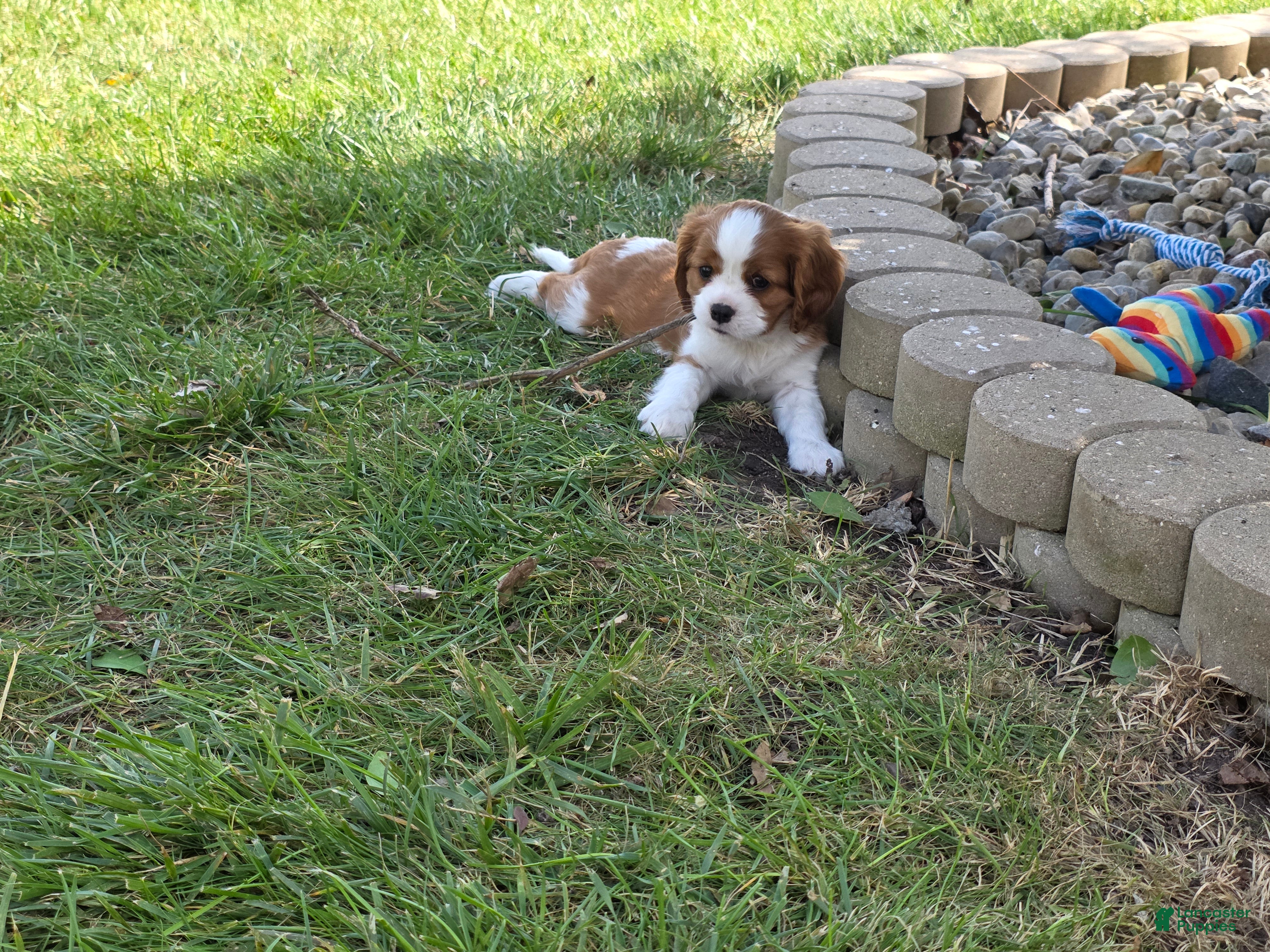 Cavalier King Charles Spaniel dogs for sale: Cavalier King Charles Spaniel 2 - Ad 2