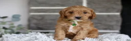 Cavapoo dogs for sale: Louie - Ad 12