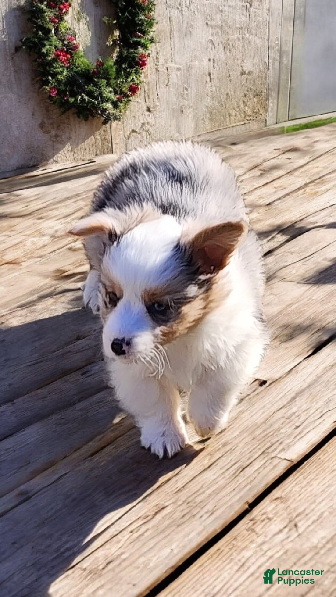 Welsh Corgi Pembroke dogs for sale: Merlin Fluffy Merle - Ad 2