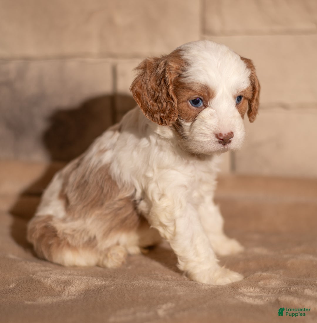 Cavapoo dogs for sale: Theo - Ad 2