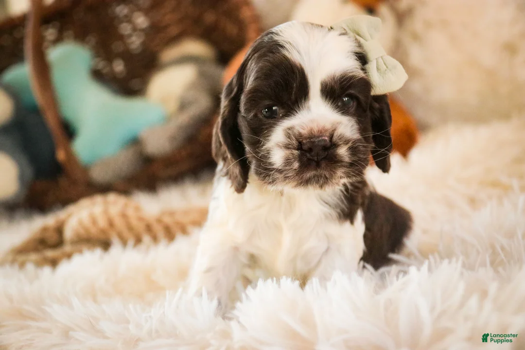 Cocker Spaniel dogs for sale: Danika - Ad 1