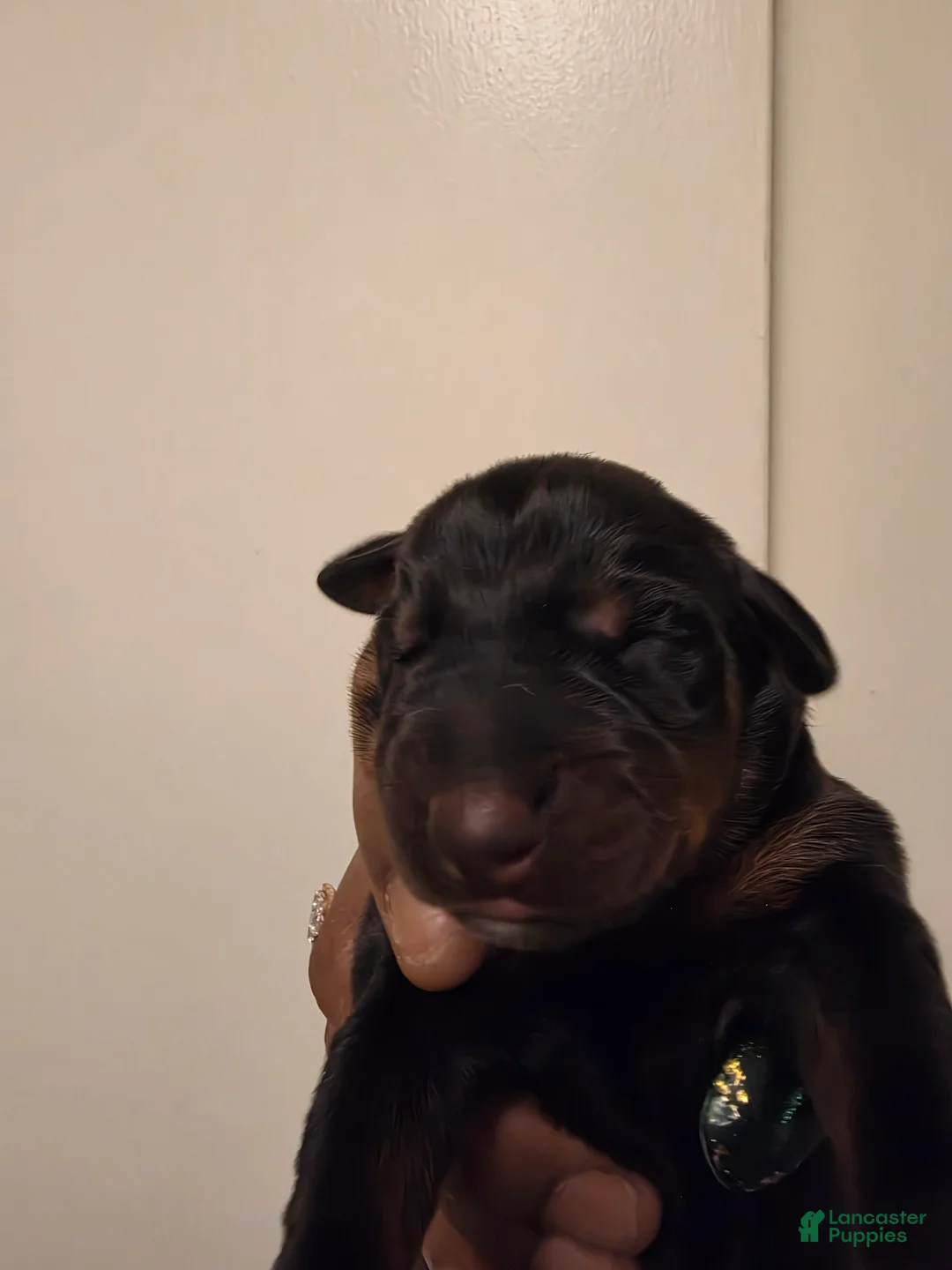 Doberman Pinscher dogs for sale: Doberman Pinscher Puppy 1 - Ad 1