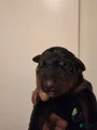 Doberman Pinscher Puppy 1