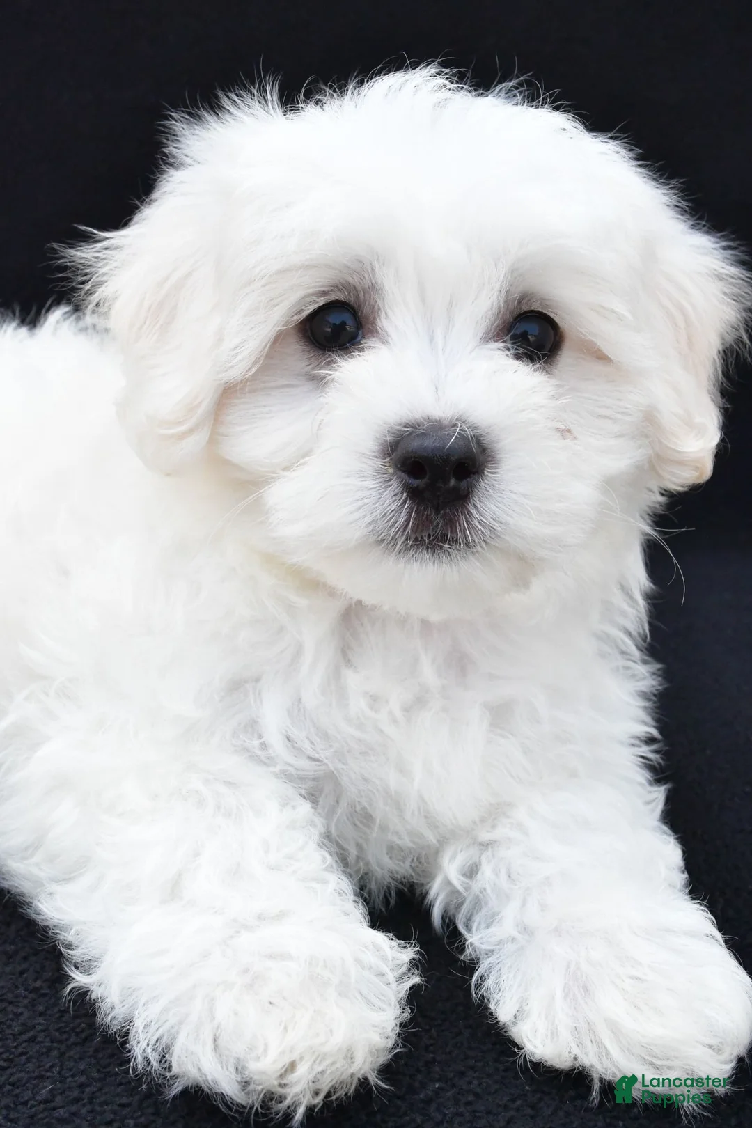 Maltese dogs for sale: Bo - Ad 10