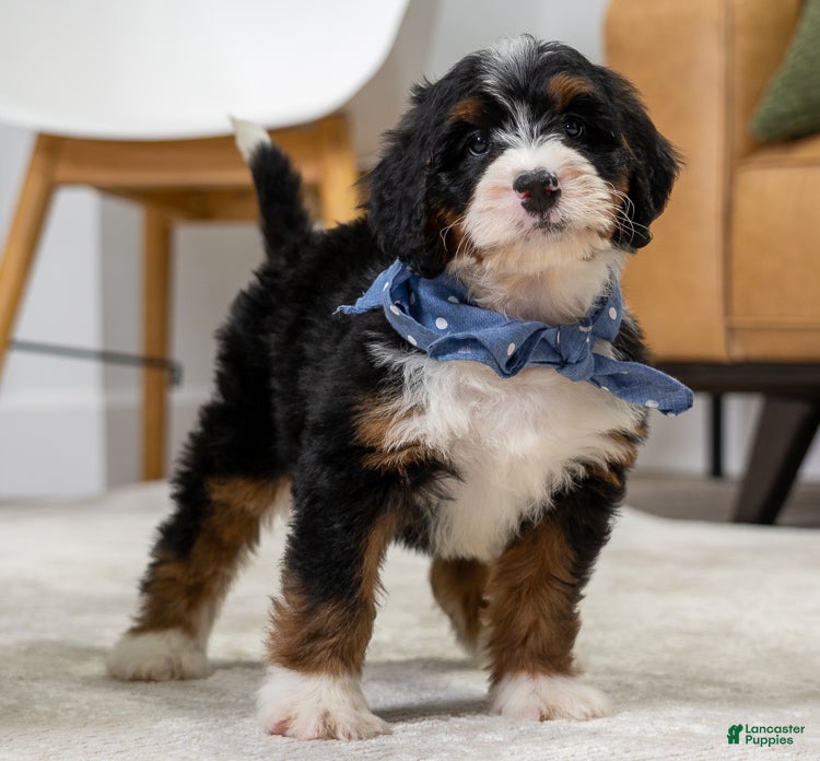 Mini Bernedoodle dogs Sammy - Ad 2