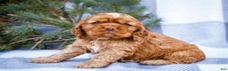 Cocker Spaniel dogs for sale: Tony - Ad 8