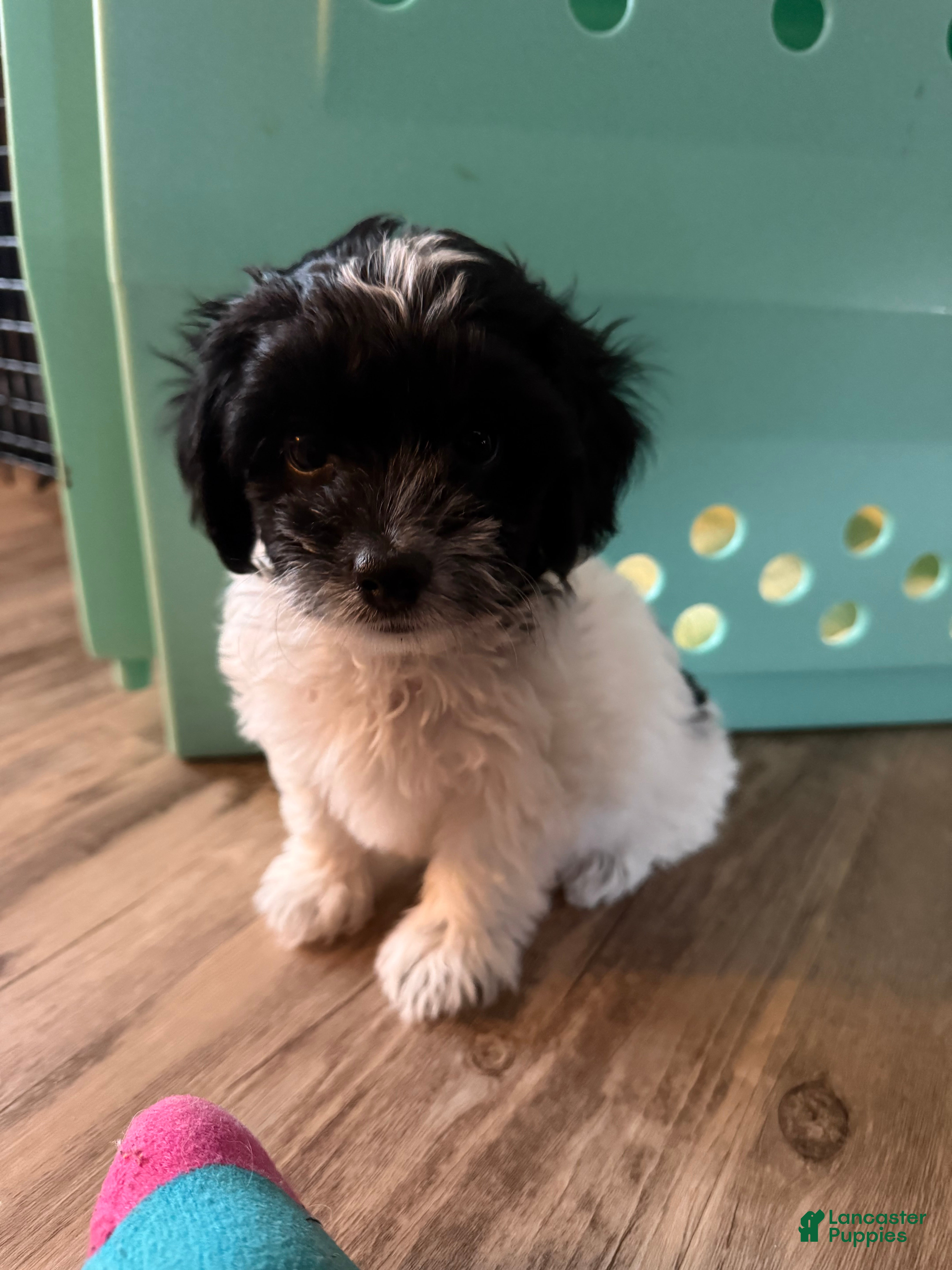 Yorkiepoo dogs BILLIE - Ad 28