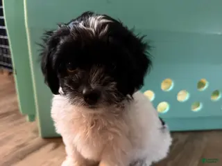 Yorkiepoo dogs BILLIE - Ad 30