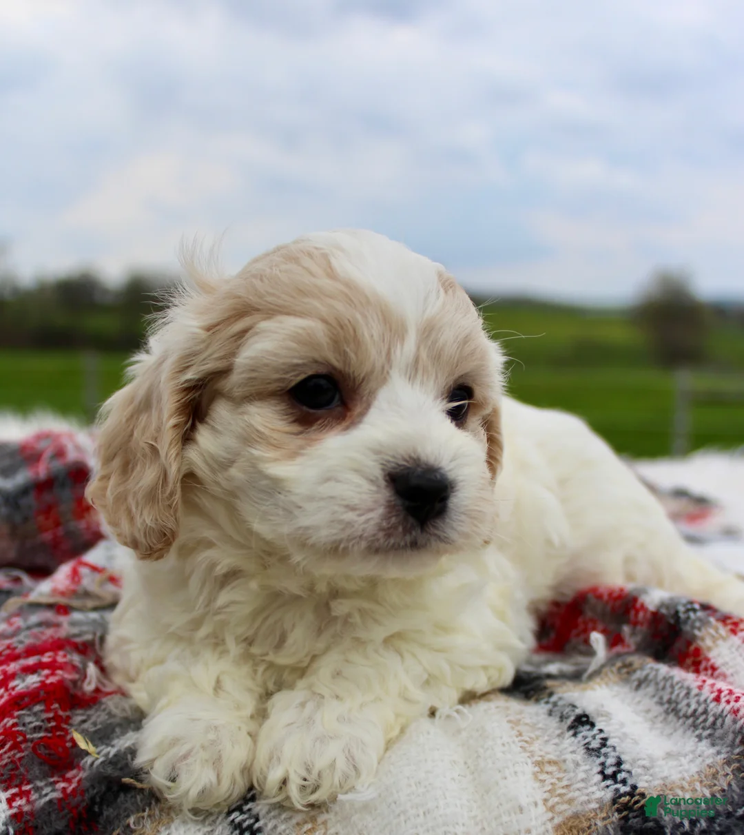 Cavachon dogs for sale: Cavachon Boy 1 - Ad 1