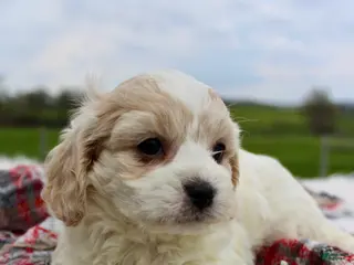Cavachon dogs Cavachon Boy 1 - Ad 4