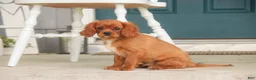 Cavalier King Charles Spaniel dogs for sale: Grady Cavalier King Charles Spaniel  - Ad 8