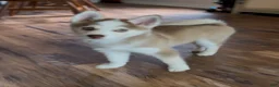 Pomsky dogs for sale: Bear - Ad 6