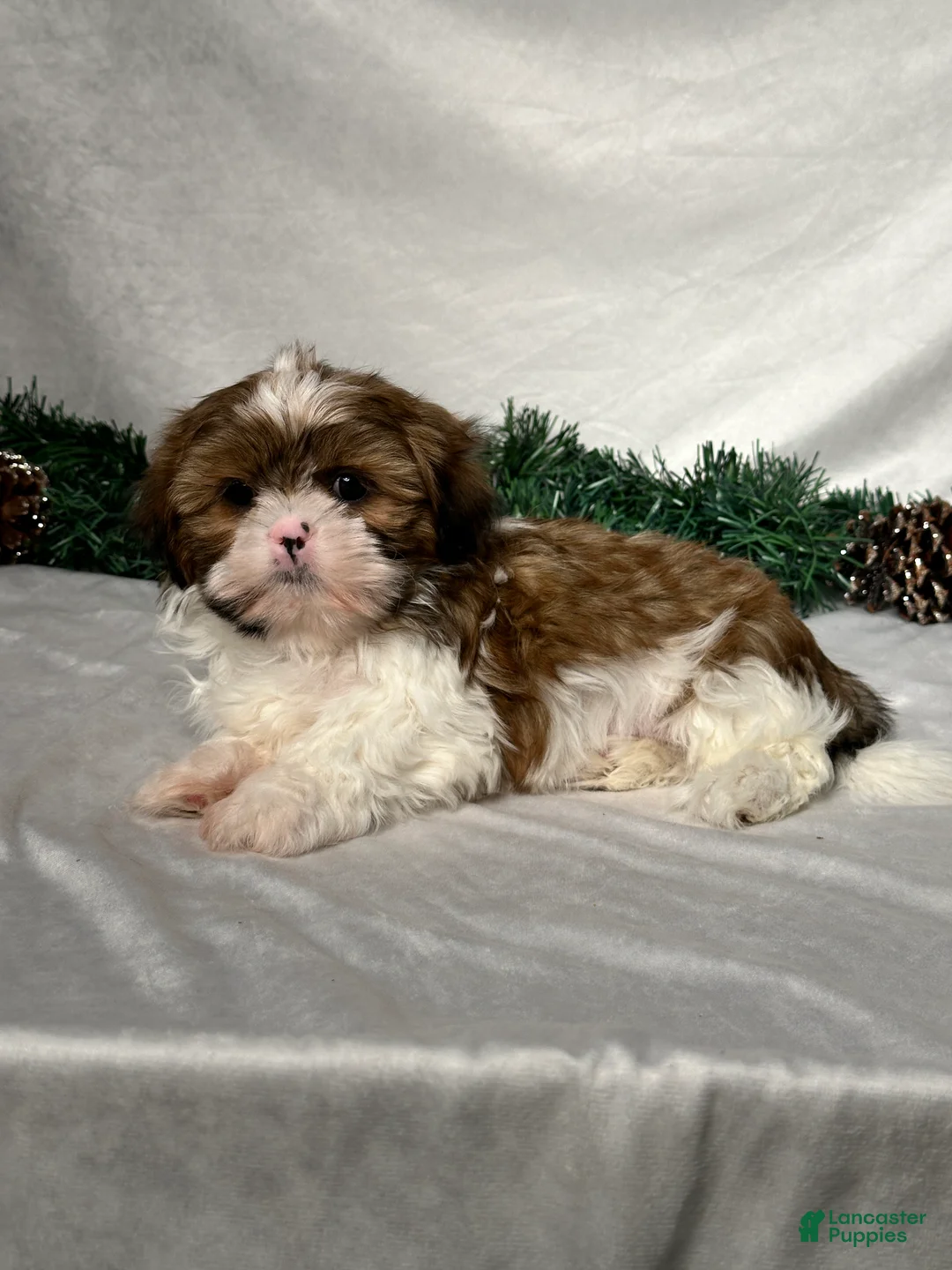 Shih Tzu dogs for sale: Mason - Ad 4