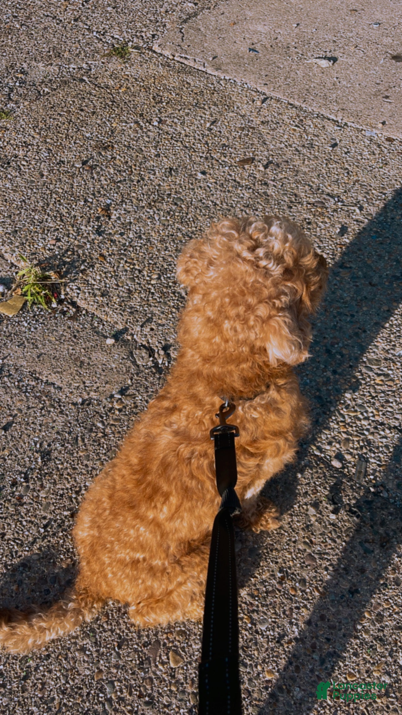 Goldendoodle dogs Arlo C - Ad 36
