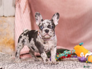 French Bulldog dogs Hallie - Ad 36