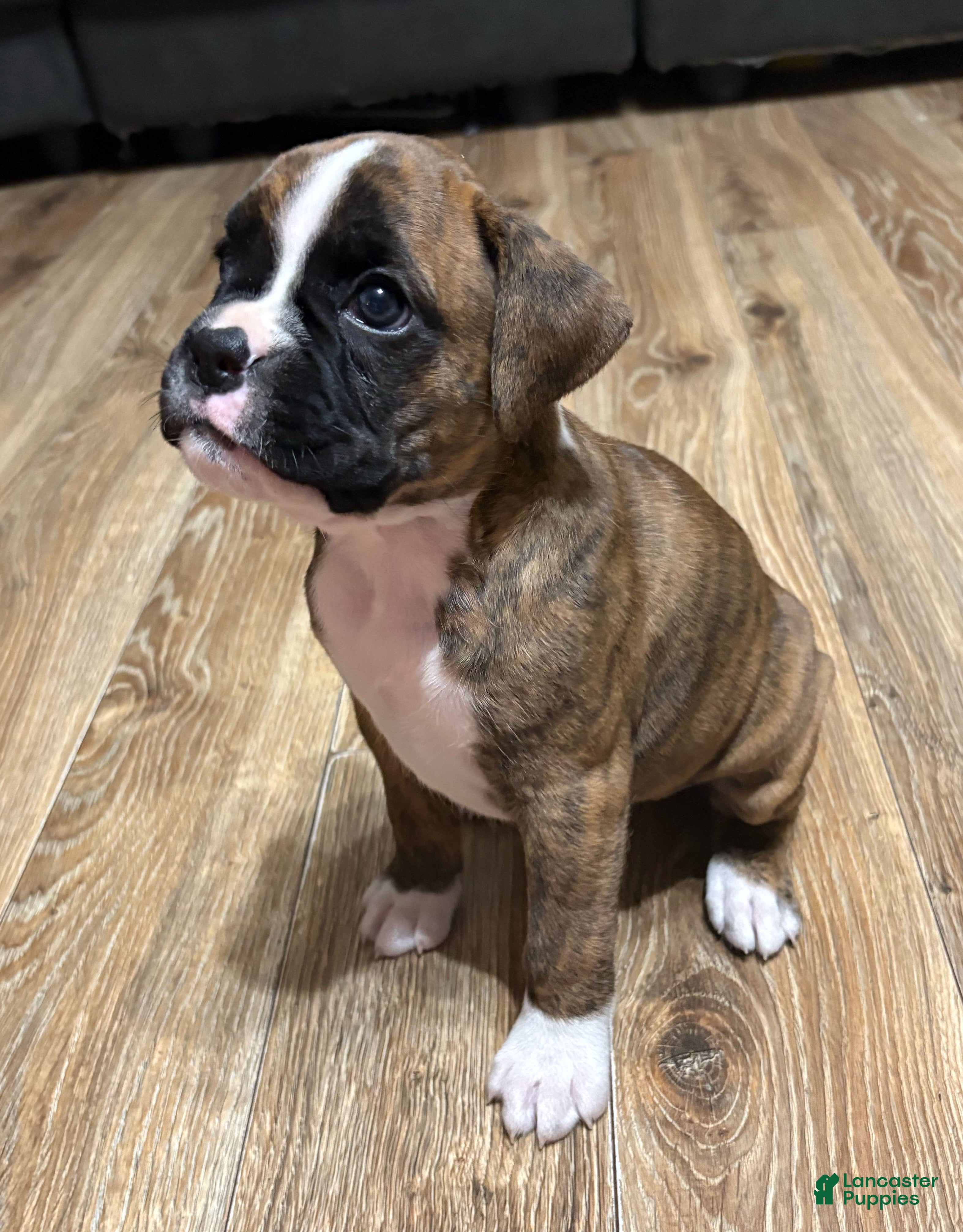 Boxer dogs Daisy - Ad 13