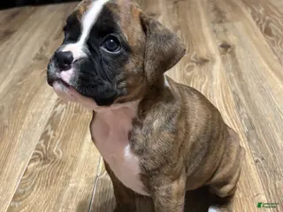 Boxer dogs Daisy - Ad 13