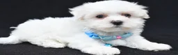 Maltese dogs for sale: Ted - Ad 4