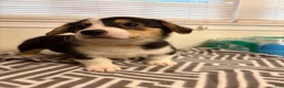 Welsh Corgi Pembroke dogs for sale: Duke - Ad 2
