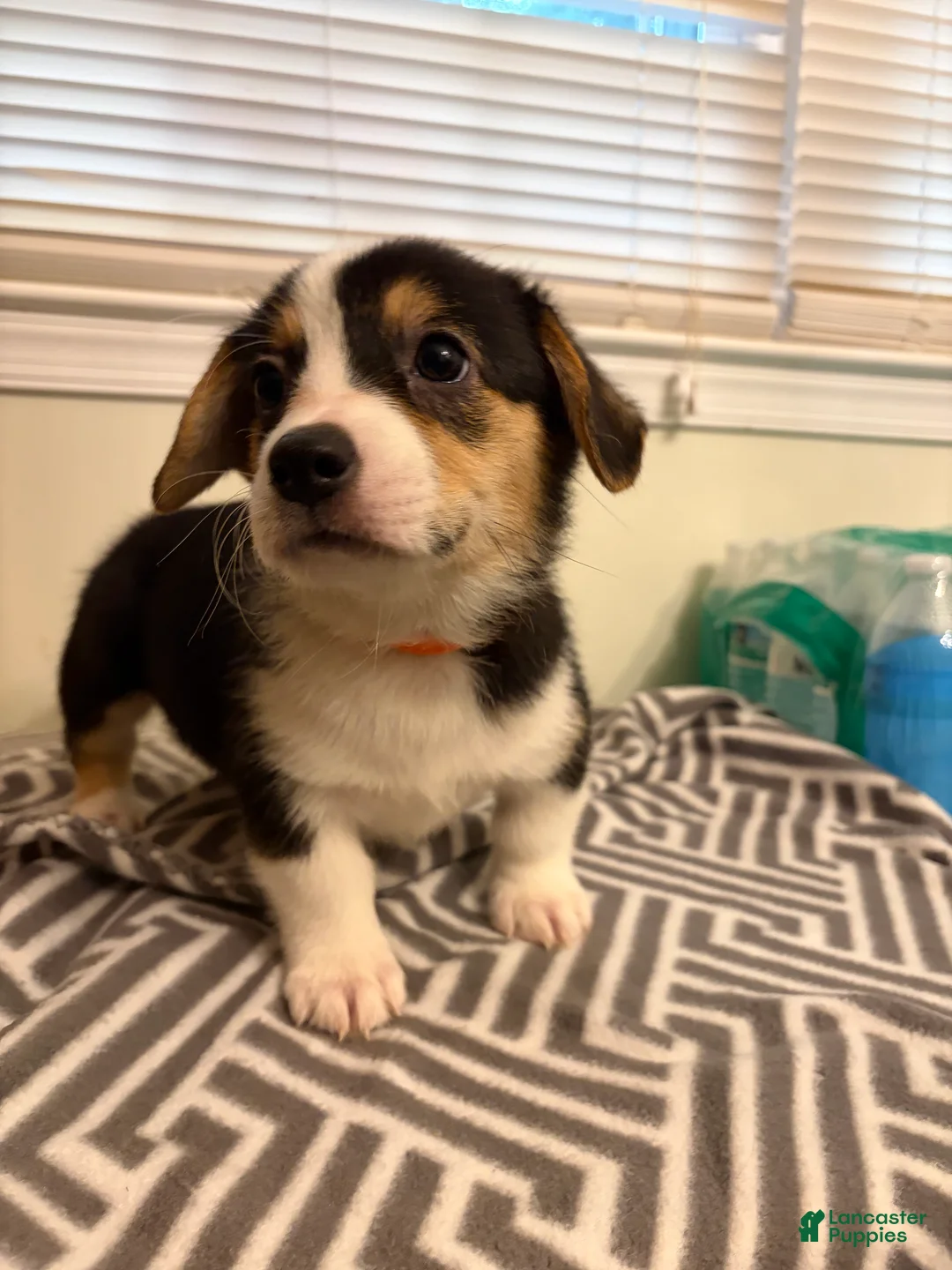 Welsh Corgi Pembroke dogs for sale: Duke - Ad 2
