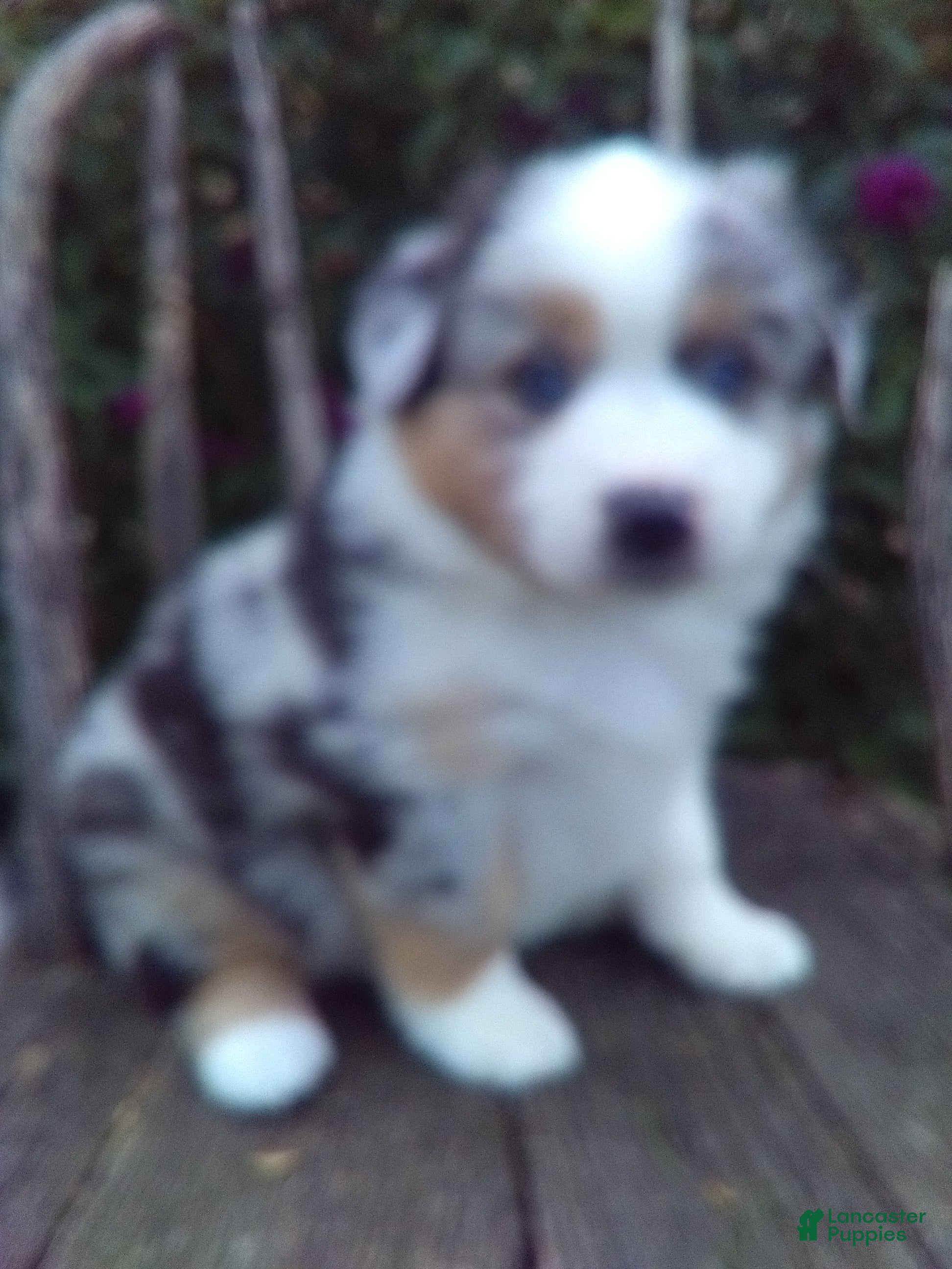 Miniature Australian Shepherd dogs Augest - Ad 2