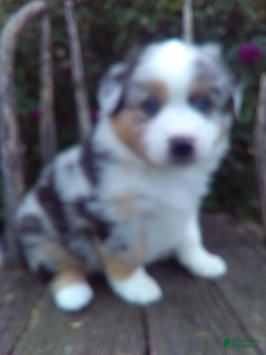 Miniature Australian Shepherd dogs for sale: Augest - Ad 2