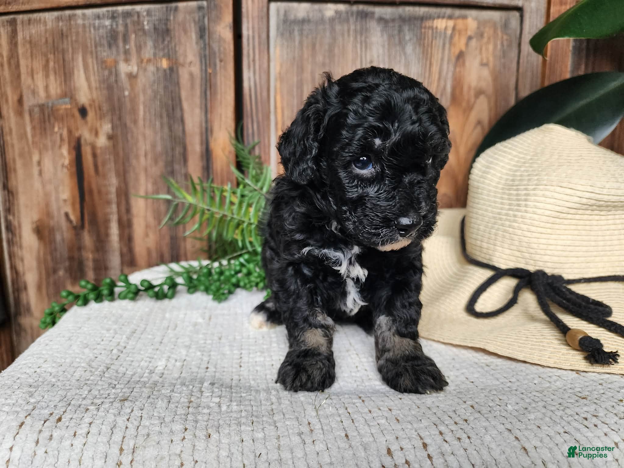Mini Bernedoodle dogs Mia - Ad 35
