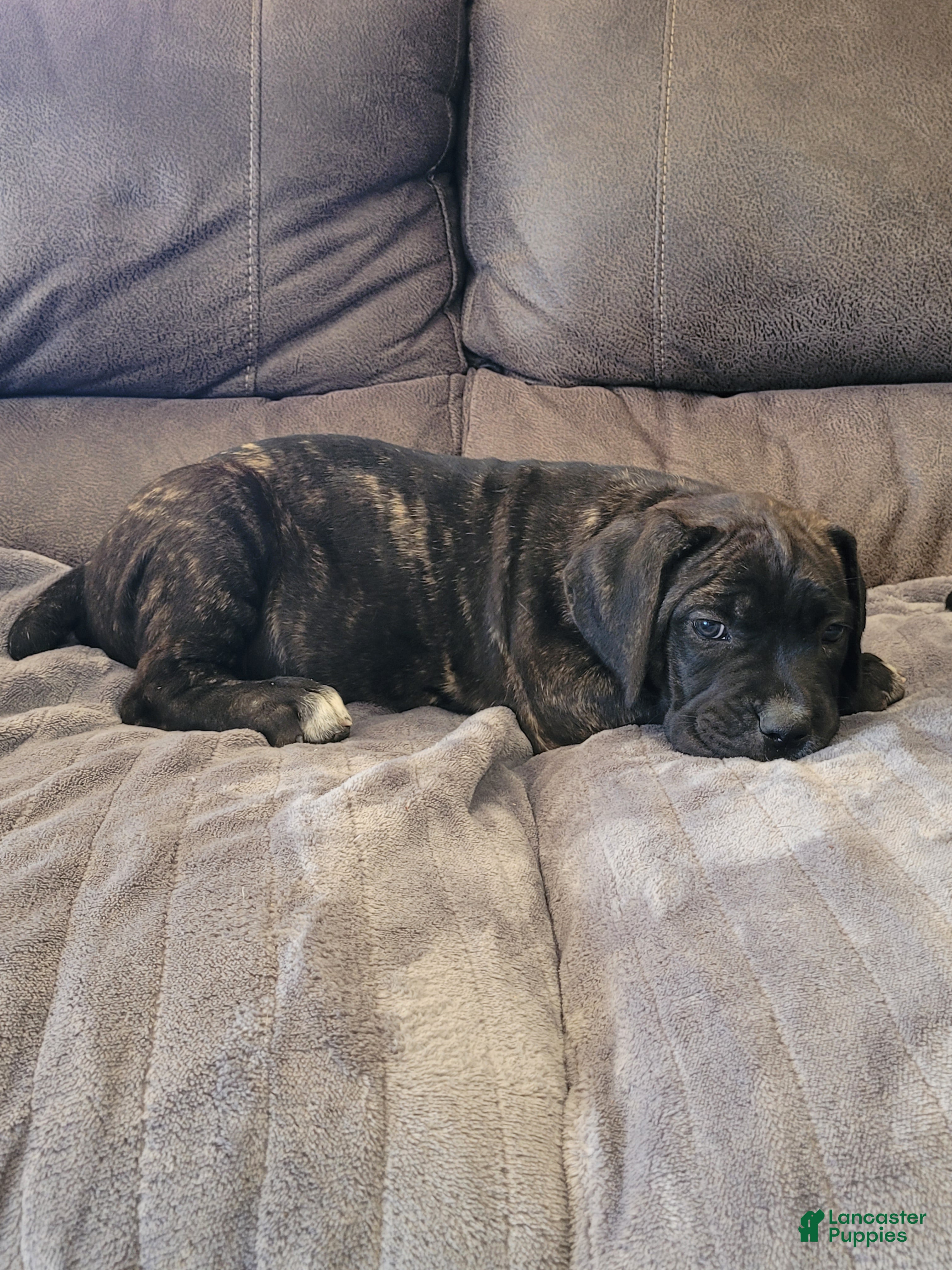 Cane Corso dogs Trinity  - Ad 1