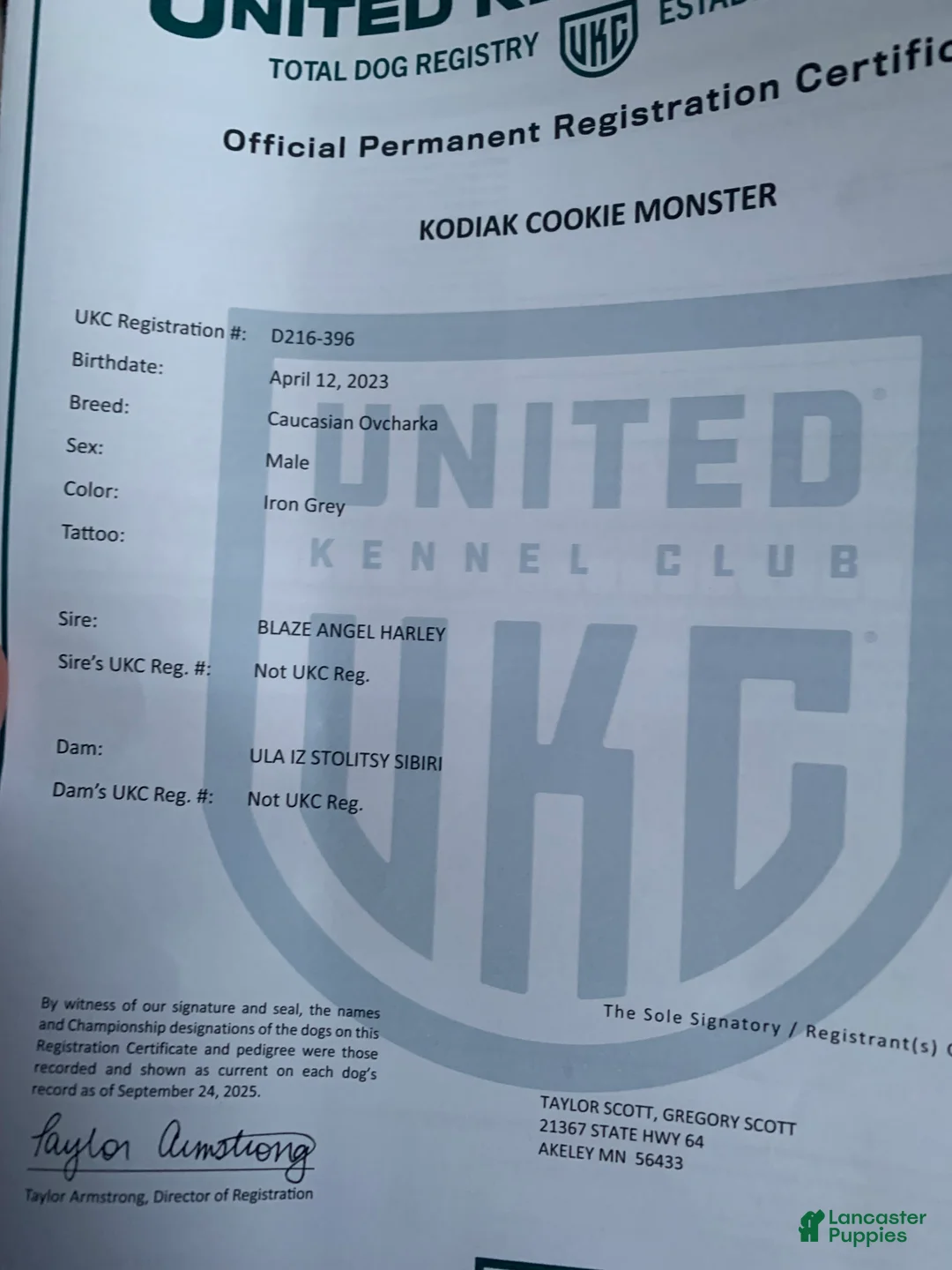 Caucasian Shepherd Dog dogs for sale: Caucasian Shepherd Dog Puppy 1 - Ad 5