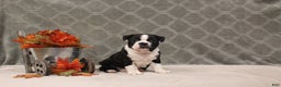 Boston Terrier dogs for sale: Morris - Ad 6