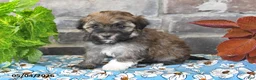 Havanese dogs for sale: Rover - Ad 1