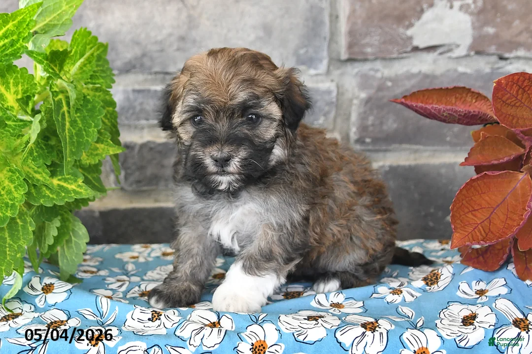 Havanese dogs for sale: Rover - Ad 1