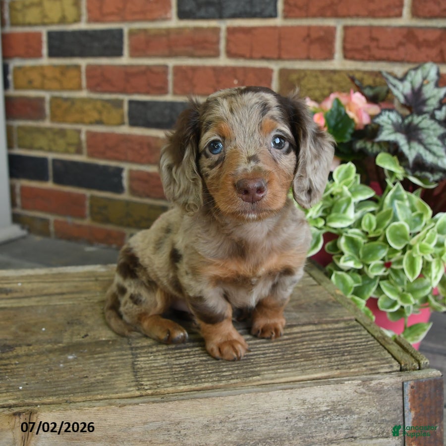 Miniature Dachshund dogs Rocky Road - Ad 1