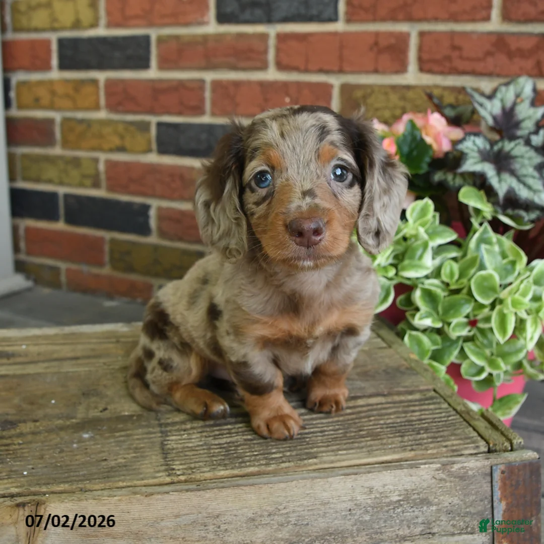 Miniature Dachshund dogs for sale: Rocky Road - Ad 1