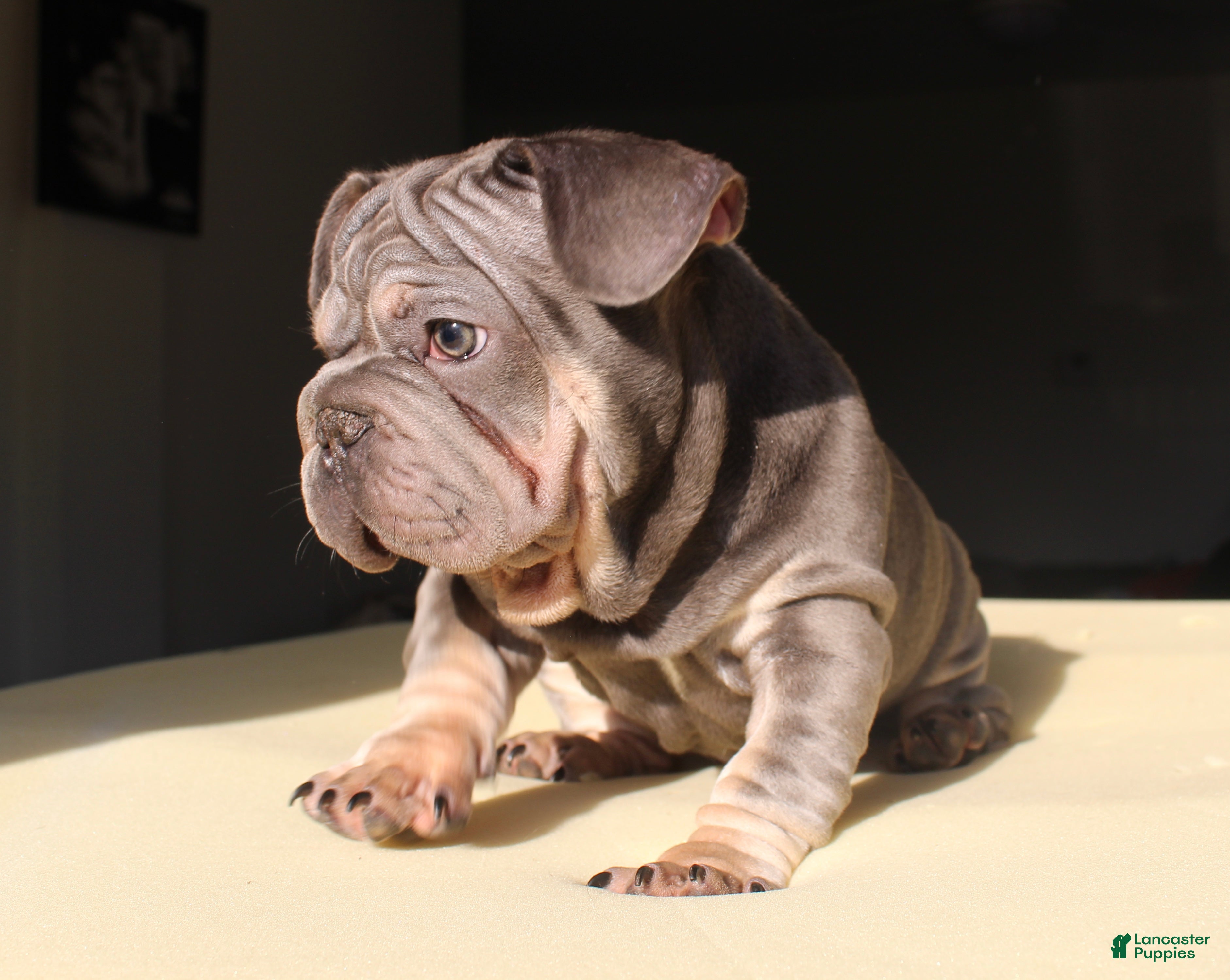French Bulldog dogs Lazarus - Ad 2
