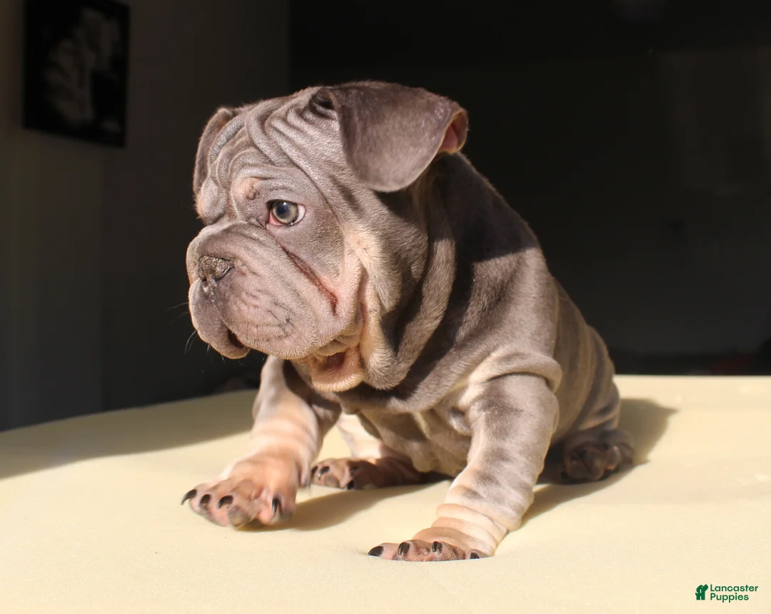 French Bulldog dogs for sale: Lazarus - Ad 2