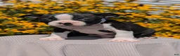 Boston Terrier dogs for sale: Turbo - Ad 9
