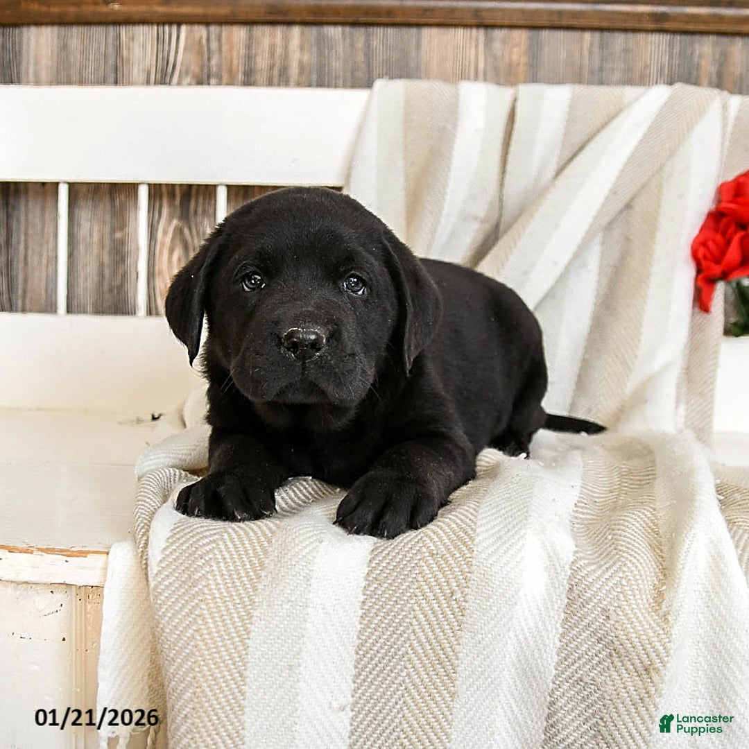 Labrador Retriever dogs for sale: Cream Puff - Ad 3