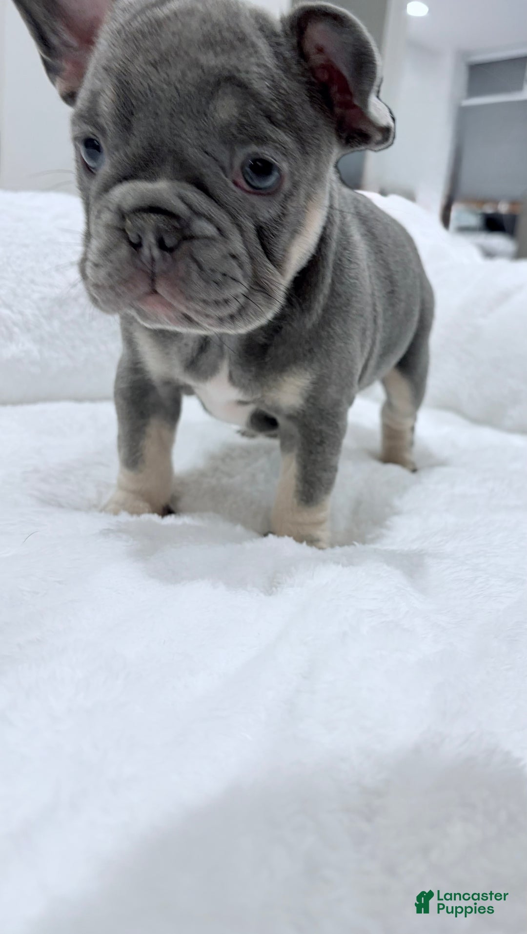 French Bulldog dogs for sale: Harley jr. - Ad 4