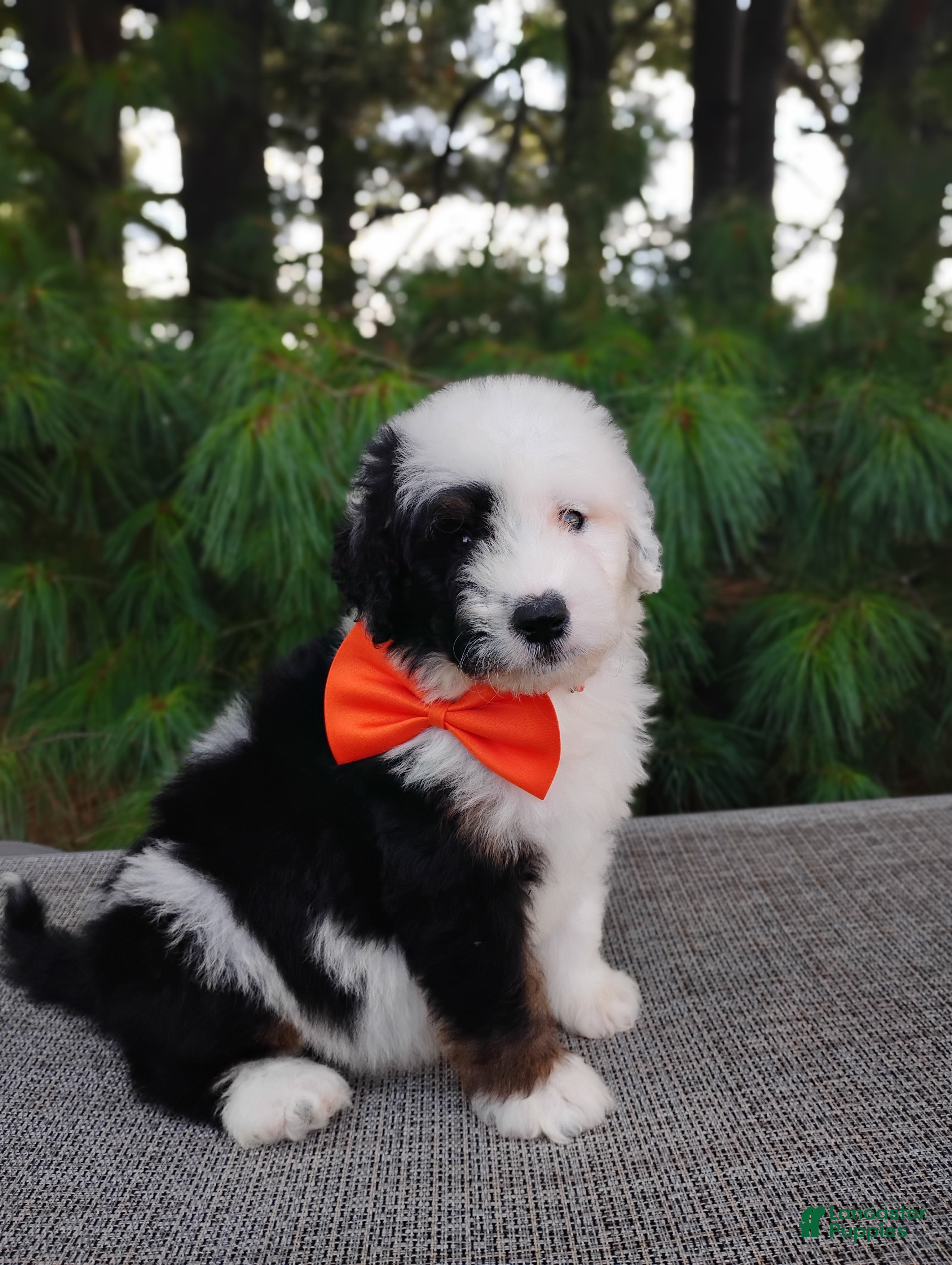 Bernedoodle dogs Oreo - Ad 1