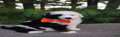 Oreo