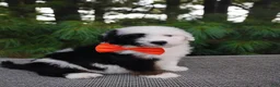 Bernedoodle dogs for sale: Oreo - Ad 1