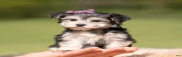 Morkie dogs for sale: Petals F1 - Ad 8
