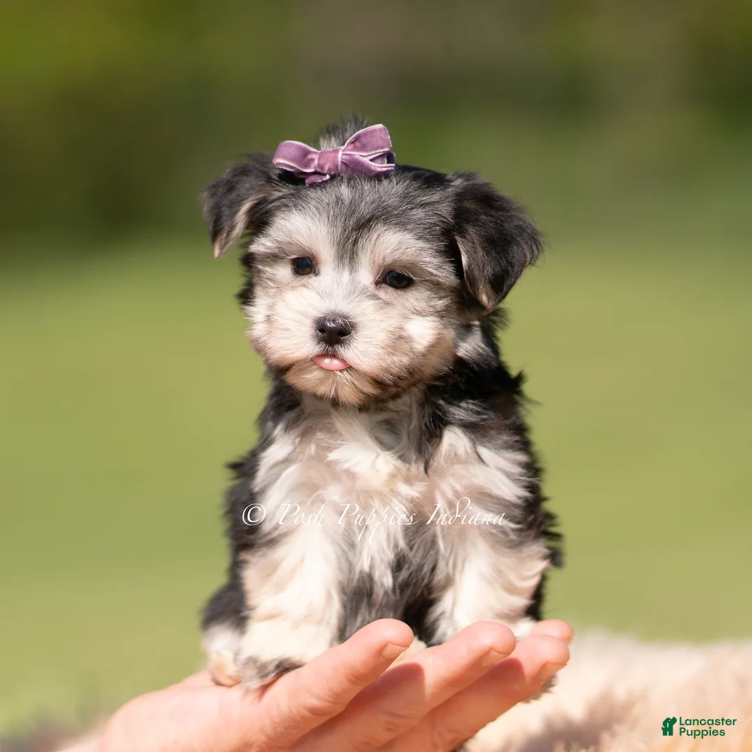 Morkie dogs for sale: Petals F1 - Ad 8