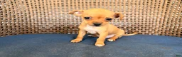 Chihuahua dogs for sale: Zina - Ad 1