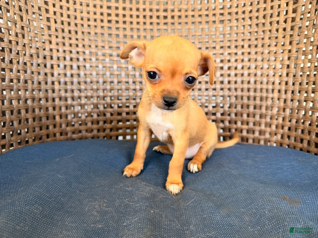 Chihuahua dogs for sale: Zina - Ad 1